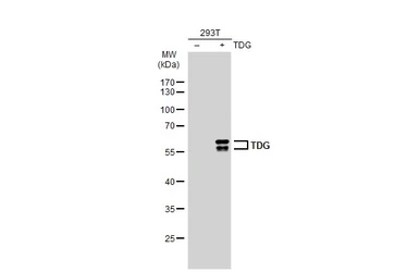 Anti-TDG antibody used in Western Blot (WB). GTX110473