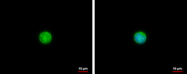 Anti-TNF alpha antibody used in Immunocytochemistry/ Immunofluorescence (ICC/IF). GTX110520