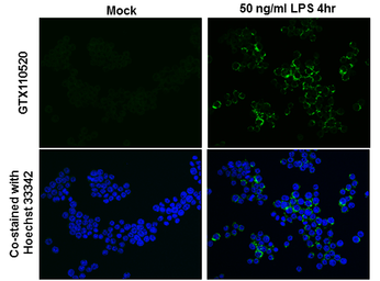 Anti-TNF alpha antibody used in Immunocytochemistry/ Immunofluorescence (ICC/IF). GTX110520