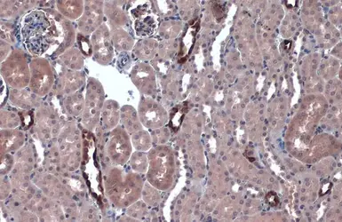 Anti-IKB alpha antibody used in IHC (Paraffin sections) (IHC-P). GTX110521