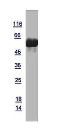 Human Caspase 3 protein, GST tag. GTX110543-pro