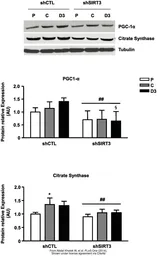 Anti-Citrate synthase antibody [N2C3] used in Western Blot (WB). GTX110624