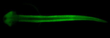 Anti-Citrate synthase antibody [N2C3] used in IHC (Whole mount) (IHC-Wm). GTX110624