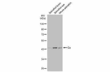 Anti-Citrate synthase antibody [N2C3] used in Western Blot (WB). GTX110624