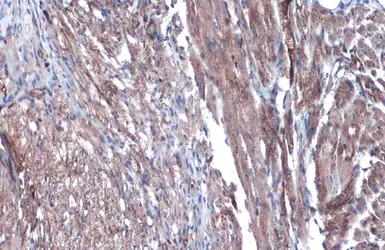 Anti-Citrate synthase antibody [N2C3] used in IHC (Paraffin sections) (IHC-P). GTX110624