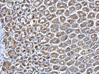 Anti-PPT1 antibody [N1C3] used in IHC (Paraffin sections) (IHC-P). GTX110677