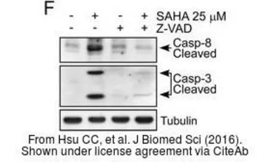 Anti-Caspase 8 antibody used in Western Blot (WB). GTX110723