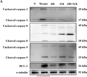 Anti-Caspase 8 antibody used in Western Blot (WB). GTX110723