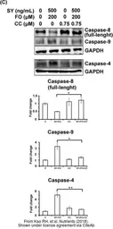 Anti-Caspase 8 antibody used in Western Blot (WB). GTX110723