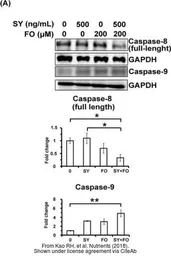 Anti-Caspase 8 antibody used in Western Blot (WB). GTX110723