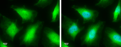 Anti-Caspase 8 antibody used in Immunocytochemistry/ Immunofluorescence (ICC/IF). GTX110723