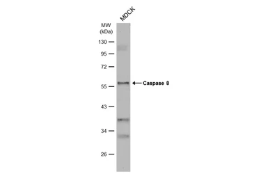 Anti-Caspase 8 antibody used in Western Blot (WB). GTX110723