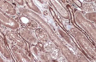 Anti-Caspase 8 antibody used in IHC (Paraffin sections) (IHC-P). GTX110723