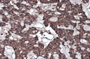 Anti-Caspase 8 antibody used in IHC (Paraffin sections) (IHC-P). GTX110723