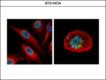 Anti-NUF2 antibody used in Immunocytochemistry/ Immunofluorescence (ICC/IF). GTX110734