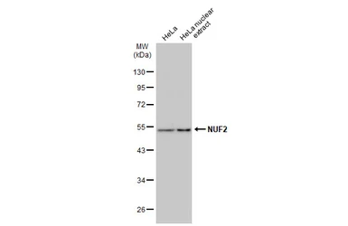 Anti-NUF2 antibody used in Western Blot (WB). GTX110734