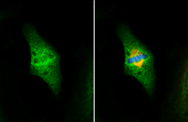 Anti-NUF2 antibody used in Immunocytochemistry/ Immunofluorescence (ICC/IF). GTX110734