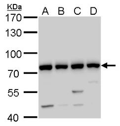 Anti-GTPBP4 antibody used in Western Blot (WB). GTX110825