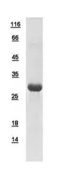 Human Spindlin 2B protein, His tag. GTX110987-pro