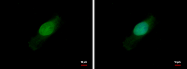 Anti-BCL2L15 antibody used in Immunocytochemistry/ Immunofluorescence (ICC/IF). GTX110988