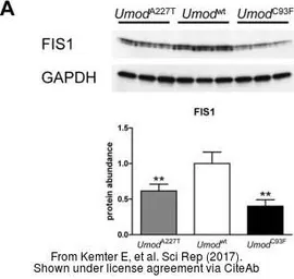 Anti-FIS1 antibody used in Western Blot (WB). GTX111010