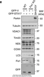 Anti-FIS1 antibody used in Western Blot (WB). GTX111010