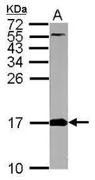 Anti-FIS1 antibody used in Western Blot (WB). GTX111010