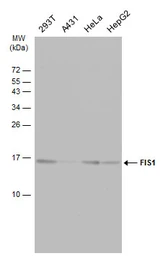 Anti-FIS1 antibody used in Western Blot (WB). GTX111010