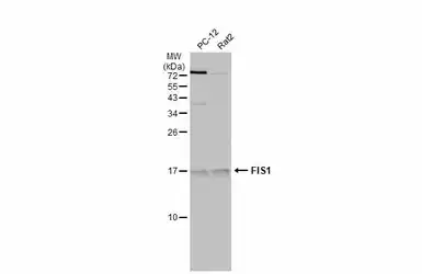 Anti-FIS1 antibody used in Western Blot (WB). GTX111010