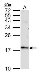 Anti-FIS1 antibody used in Western Blot (WB). GTX111010