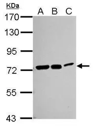 Anti-HSC70 antibody [N2C1], Internal used in Western Blot (WB). GTX111069