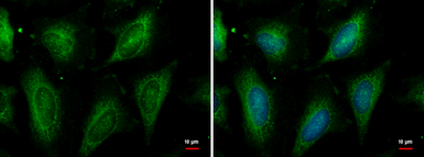 Anti-HSC70 antibody [N2C1], Internal used in Immunocytochemistry/ Immunofluorescence (ICC/IF). GTX111069