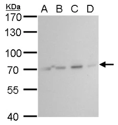 Anti-HSC70 antibody [N2C1], Internal used in Western Blot (WB). GTX111069