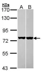 Anti-HSC70 antibody [N2C1], Internal used in Western Blot (WB). GTX111069