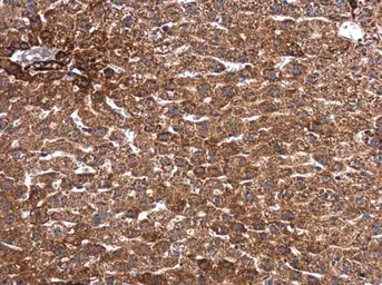 Anti-SMAD2 antibody used in IHC (Paraffin sections) (IHC-P). GTX111075