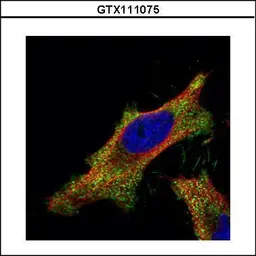 Anti-SMAD2 antibody used in Immunocytochemistry/ Immunofluorescence (ICC/IF). GTX111075