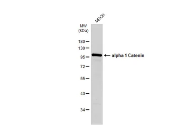 Anti-alpha 1 Catenin antibody [N3C2], Internal used in Western Blot (WB). GTX111095