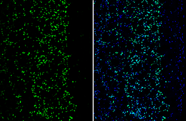 Anti-MEF2C antibody used in IHC (Frozen sections) (IHC-Fr). GTX111134