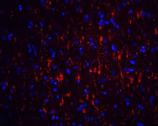 Anti-GDNF Receptor alpha 1 antibody used in IHC (Paraffin sections) (IHC-P). GTX11115