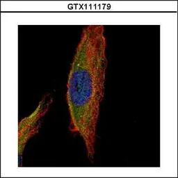 Anti-UNC13B antibody [N3C1], Internal used in Immunocytochemistry/ Immunofluorescence (ICC/IF). GTX111179