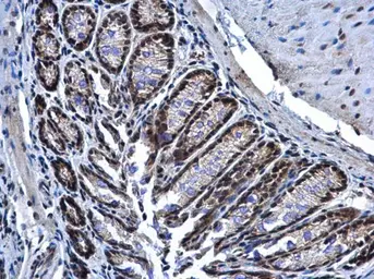 Anti-PRP19 antibody used in IHC (Paraffin sections) (IHC-P). GTX111205