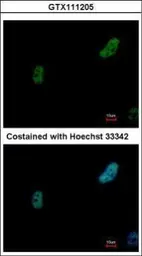 Anti-PRP19 antibody used in Immunocytochemistry/ Immunofluorescence (ICC/IF). GTX111205