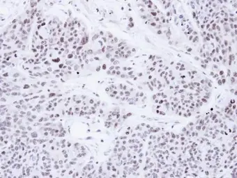 Anti-PRP19 antibody used in IHC (Paraffin sections) (IHC-P). GTX111205