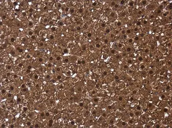 Anti-CIAPIN1 antibody used in IHC (Paraffin sections) (IHC-P). GTX111212