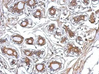 Anti-P2X7 antibody used in IHC (Paraffin sections) (IHC-P). GTX111284