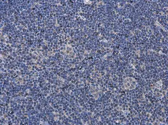 Anti-P2X7 antibody used in IHC (Paraffin sections) (IHC-P). GTX111284