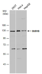 Anti-BUB1B antibody [N2C1], Internal used in Western Blot (WB). GTX111289