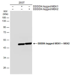 Anti-MEK1 + MEK2 antibody used in Western Blot (WB). GTX111338