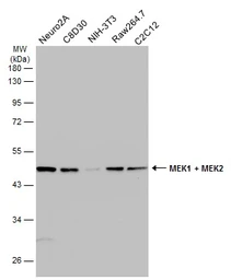 Anti-MEK1 + MEK2 antibody used in Western Blot (WB). GTX111338