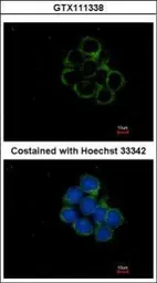 Anti-MEK1 + MEK2 antibody used in Immunocytochemistry/ Immunofluorescence (ICC/IF). GTX111338